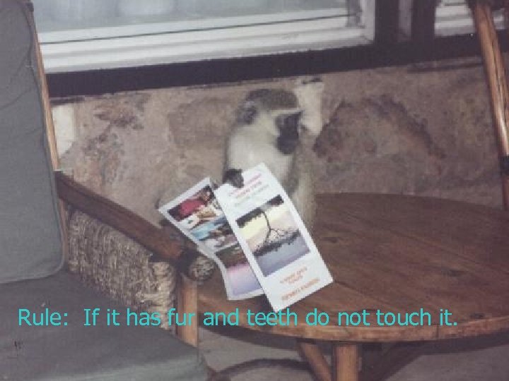 Rule: If it has fur and teeth do not touch it. 