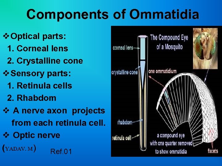 Components of Ommatidia v Optical parts: 1. Corneal lens 2. Crystalline cone v Sensory