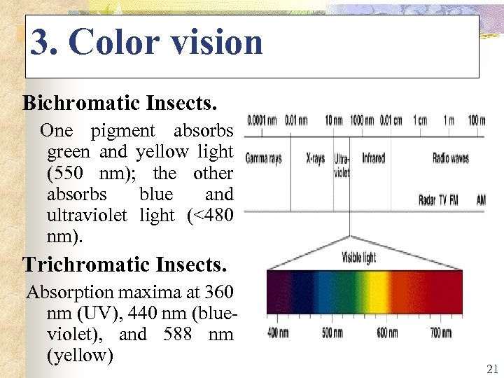 3. Color vision Bichromatic Insects. One pigment absorbs green and yellow light (550 nm);