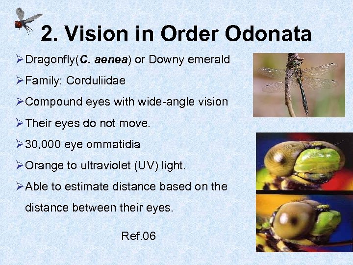 2. Vision in Order Odonata ØDragonfly(C. aenea) or Downy emerald ØFamily: Corduliidae ØCompound eyes