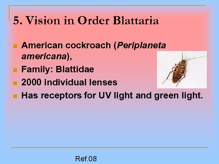 5. Vision in Order Blattaria n n American cockroach (Periplaneta americana), Family: Blattidae 2000