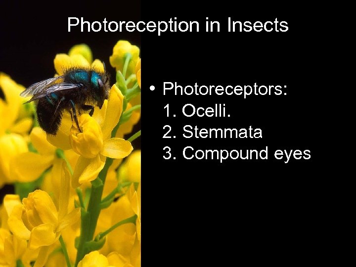 Photoreception in Insects • Photoreceptors: 1. Ocelli. 2. Stemmata 3. Compound eyes 