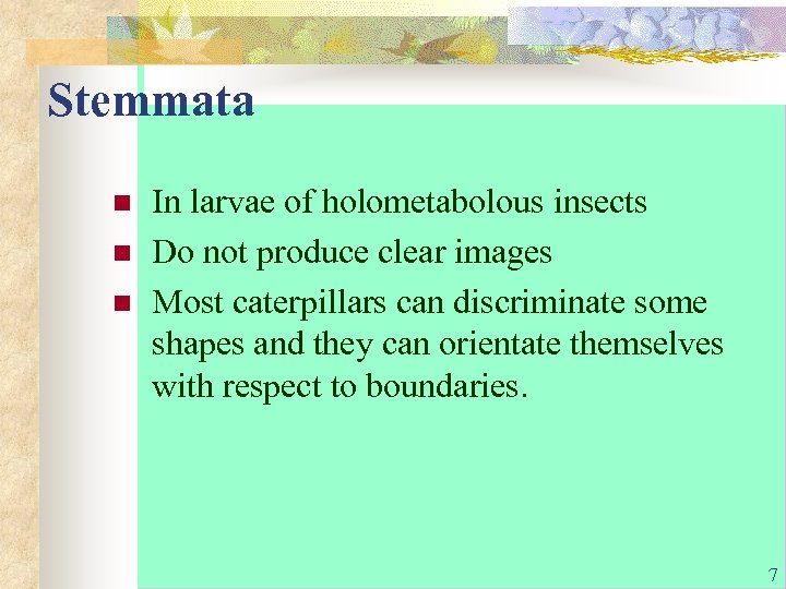 Stemmata n n n In larvae of holometabolous insects Do not produce clear images