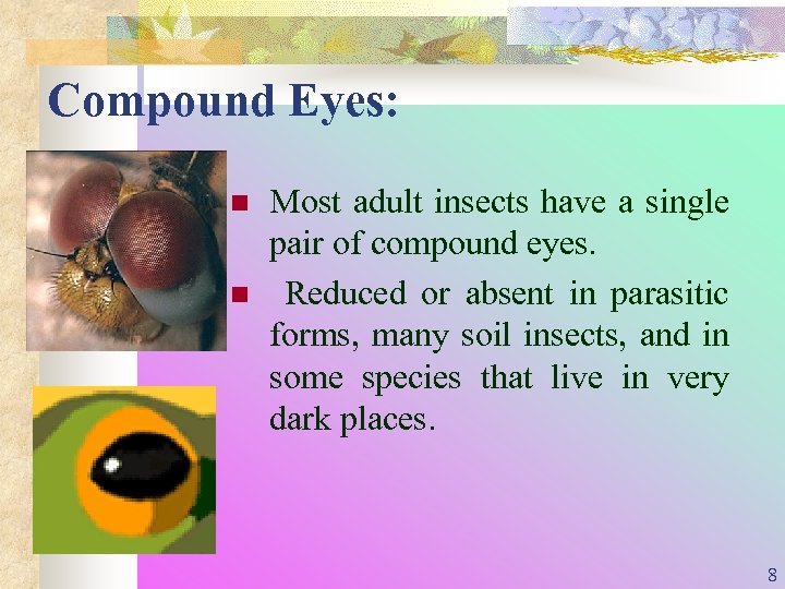Compound Eyes: n n Most adult insects have a single pair of compound eyes.