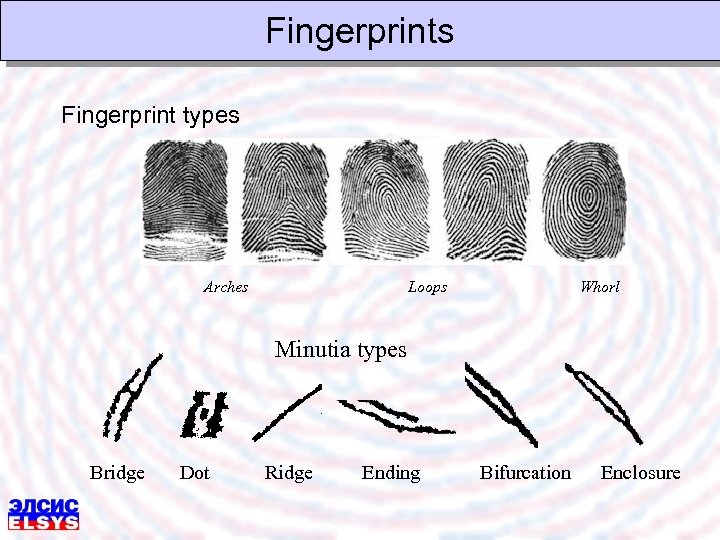 Fingerprints Fingerprint types Arches Loops Whorl Minutia types Bridge Dot Ridge Ending Bifurcation Enclosure