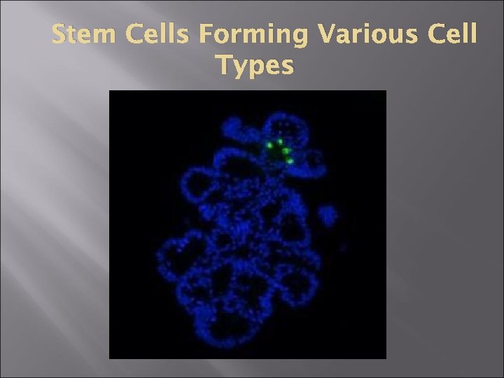 Stem Cells Forming Various Cell Types 