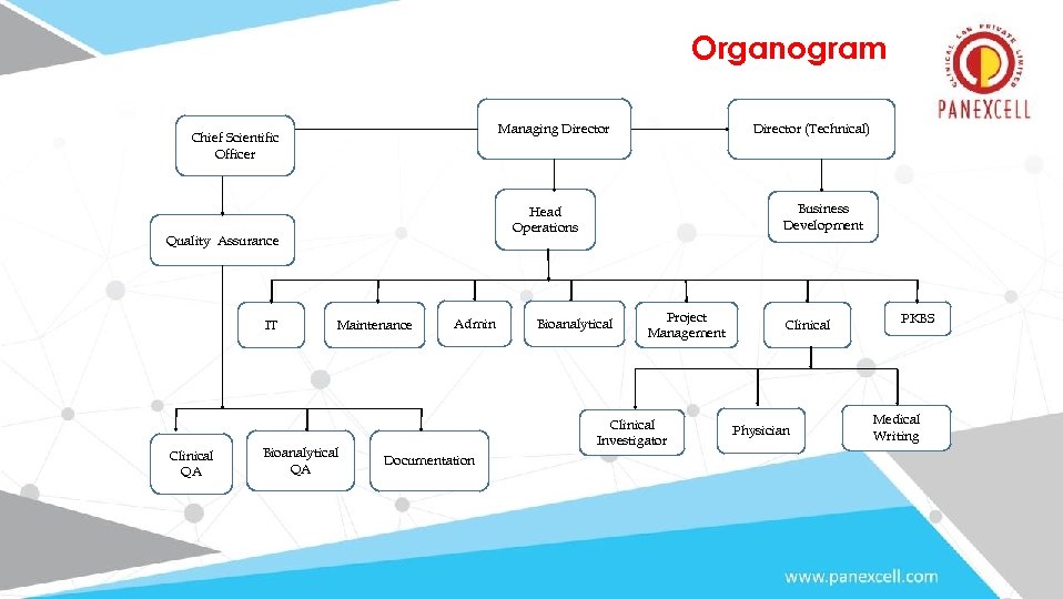 Organogram Managing Director Chief Scientific Officer Clinical QA Business Development Head Operations Quality Assurance