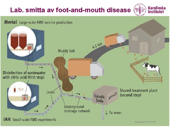 Lab. smitta av foot-and-mouth disease Aina Iversen 2012 -10 -24 