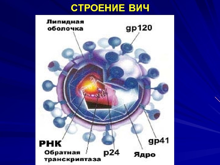 СТРОЕНИЕ ВИЧ 