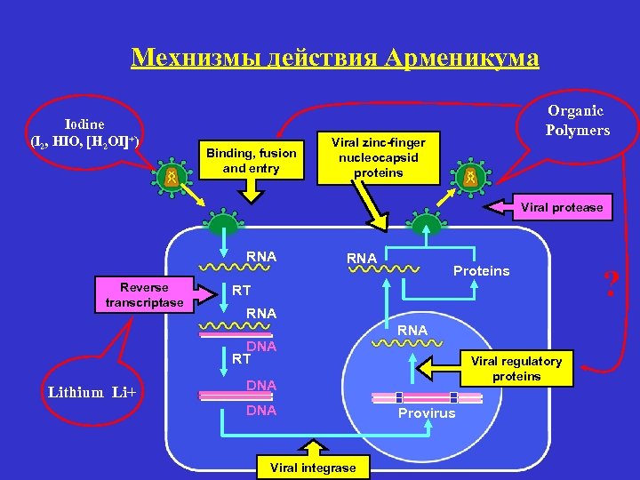 Мехнизмы действия Арменикума Iodine (I 2, HIO, H 2 OI +) Binding, fusion and
