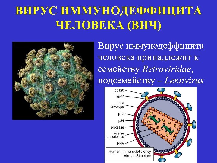 Вирус иммунодефицита человека клиническая картина - 96 фото