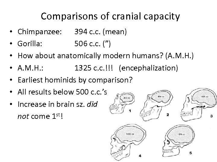 Comparisons of cranial capacity • • Chimpanzee: 394 c. c. (mean) Gorilla: 506 c.