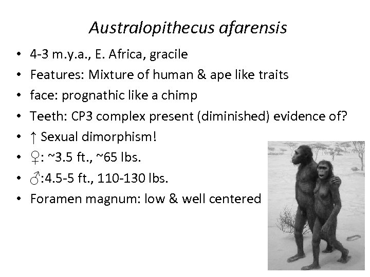 Australopithecus afarensis • • 4 -3 m. y. a. , E. Africa, gracile Features: