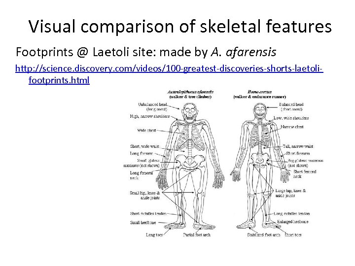 Visual comparison of skeletal features Footprints @ Laetoli site: made by A. afarensis http: