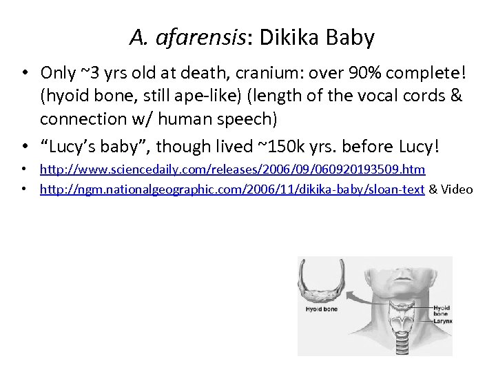 A. afarensis: Dikika Baby • Only ~3 yrs old at death, cranium: over 90%