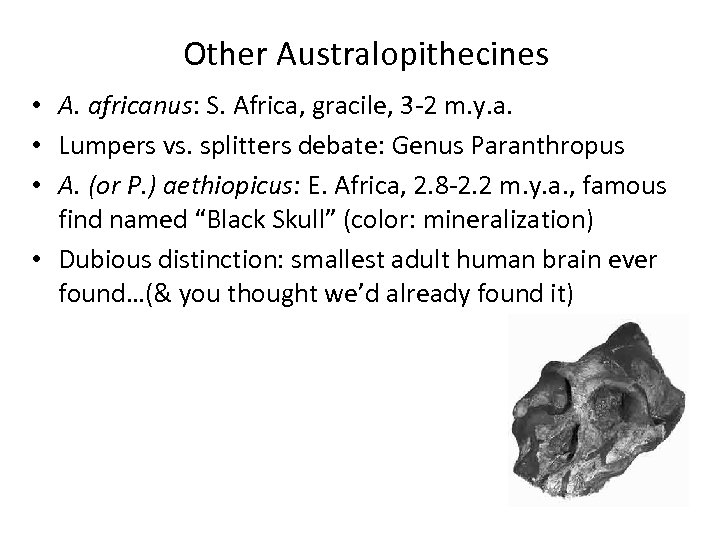 Other Australopithecines • A. africanus: S. Africa, gracile, 3 -2 m. y. a. •
