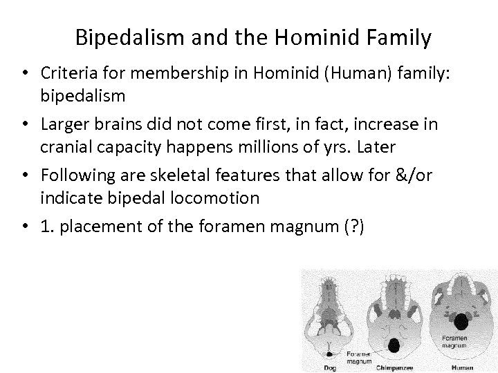 Bipedalism and the Hominid Family • Criteria for membership in Hominid (Human) family: bipedalism