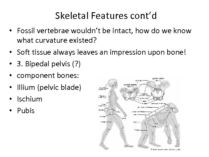 Skeletal Features cont’d • Fossil vertebrae wouldn’t be intact, how do we know what