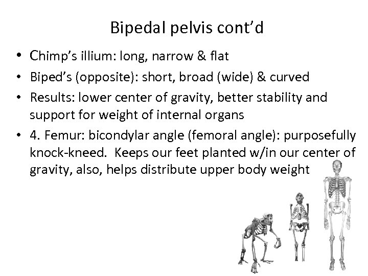 Bipedal pelvis cont’d • Chimp’s illium: long, narrow & flat • Biped’s (opposite): short,