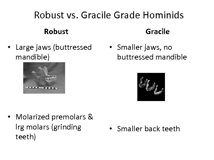 Robust vs. Gracile Grade Hominids Robust Gracile • Large jaws (buttressed mandible) • Smaller
