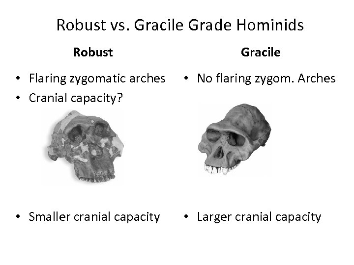 Robust vs. Gracile Grade Hominids Robust Gracile • Flaring zygomatic arches • Cranial capacity?