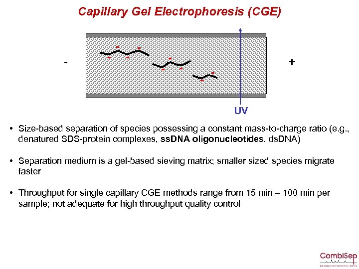 Capillary Gel Electrophoresis (CGE) - - - - + UV • Size-based separation of