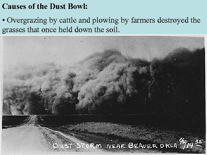 Causes of the Dust Bowl: • Overgrazing by cattle and plowing by farmers destroyed