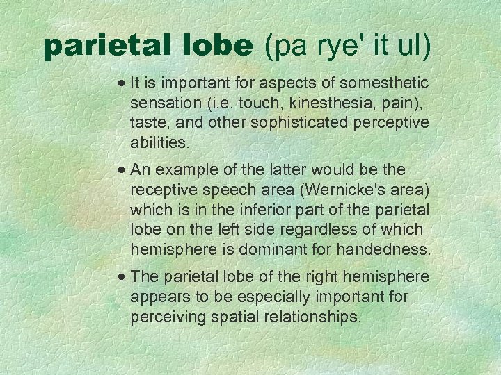 parietal lobe (pa rye' it ul) · It is important for aspects of somesthetic