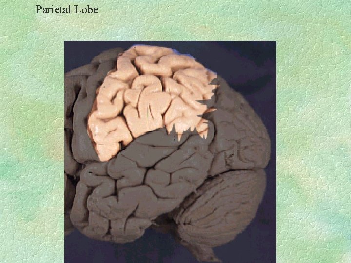 Parietal Lobe 