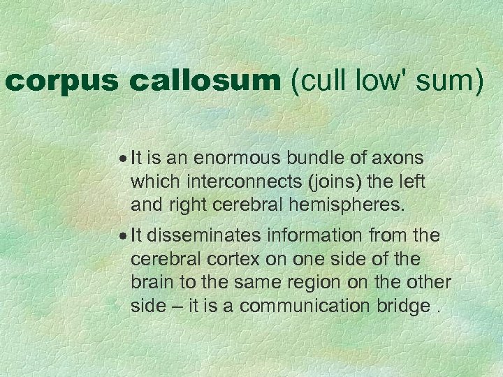 corpus callosum (cull low' sum) · It is an enormous bundle of axons which