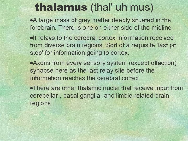 thalamus (thal' uh mus) ·A large mass of grey matter deeply situated in the