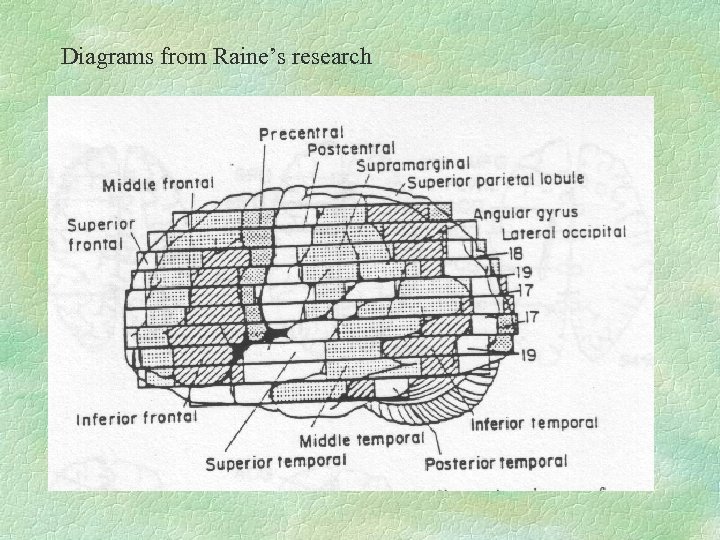 Diagrams from Raine’s research 