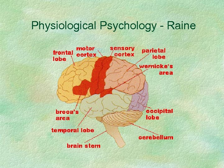 Physiological Psychology - Raine 