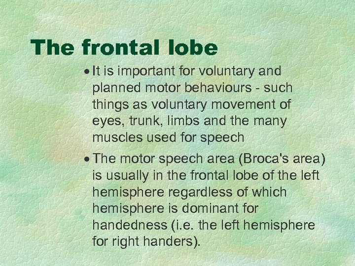 The frontal lobe · It is important for voluntary and planned motor behaviours -