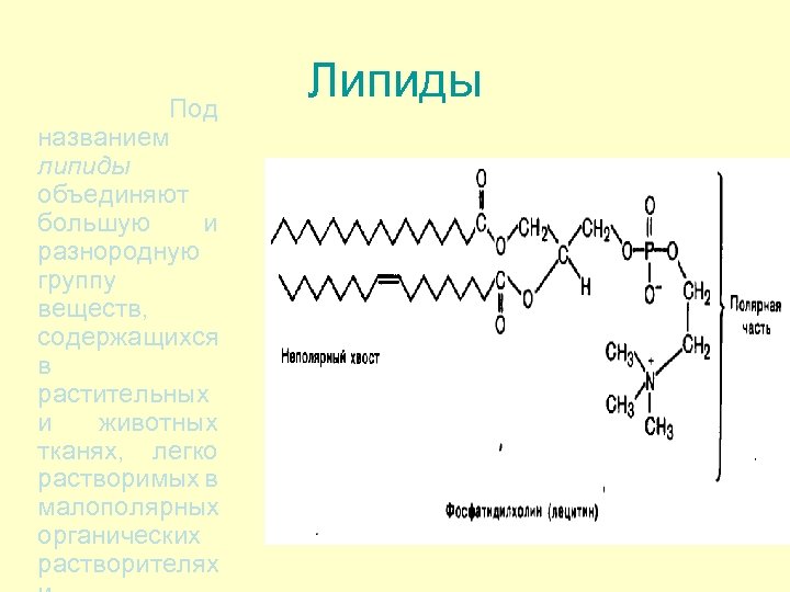  Под названием липиды объединяют большую и разнородную группу веществ, содержащихся в растительных и