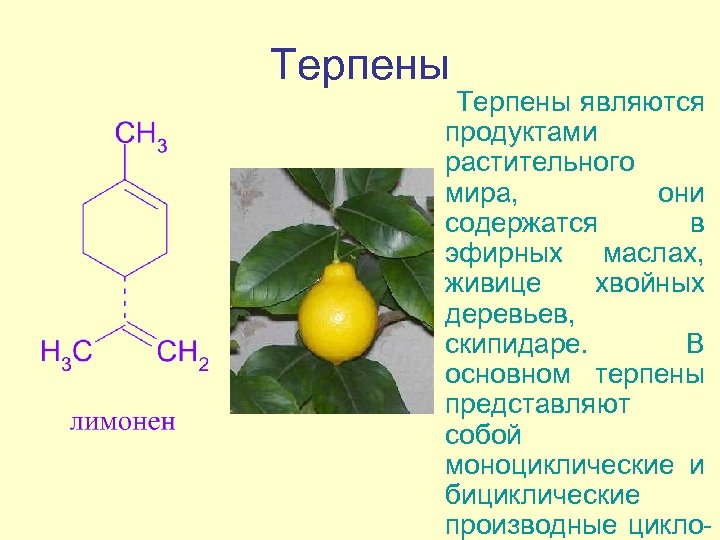 Терпены являются продуктами растительного мира, они содержатся в эфирных маслах, живице хвойных деревьев, скипидаре.
