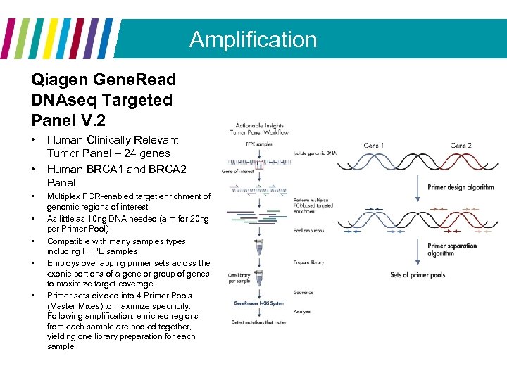 Amplification Qiagen Gene. Read DNAseq Targeted Panel V. 2 • • Human Clinically Relevant