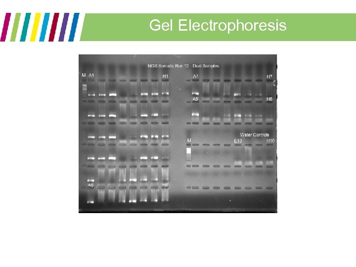 Gel Electrophoresis 