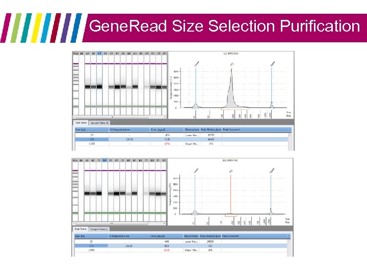 Gene. Read Size Selection Purification 