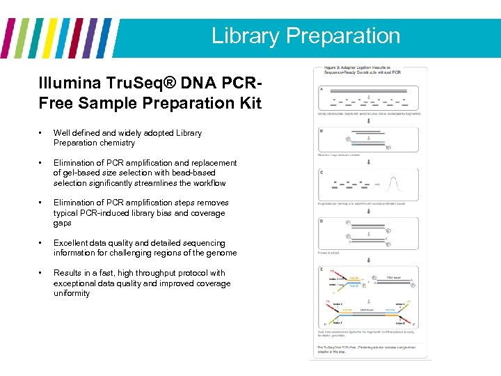 Library Preparation Illumina Tru. Seq® DNA PCRFree Sample Preparation Kit • Well defined and