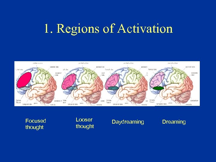 1. Regions of Activation Focused thought Looser thought Daydreaming Dreaming 