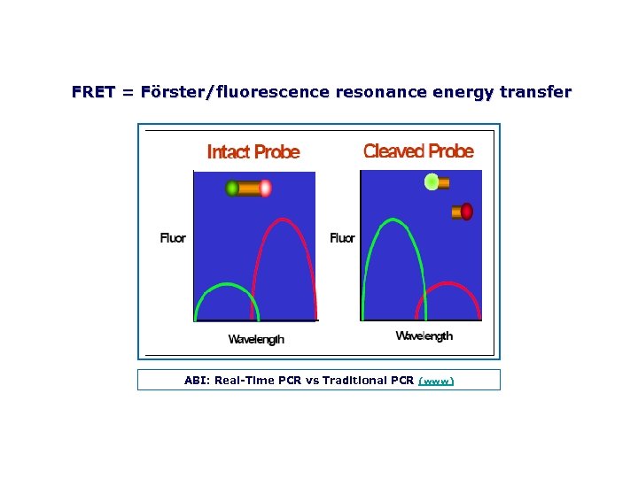 FRET = Förster/fluorescence resonance energy transfer ABI: Real Time PCR vs Traditional PCR (www)