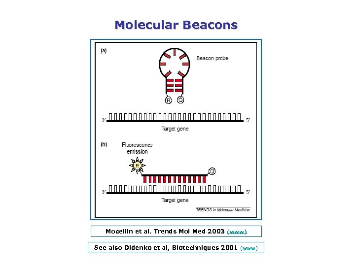 Molecular Beacons Mocellin et al. Trends Mol Med 2003 (www) See also Didenko et