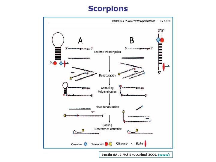 Scorpions Bustin SA. J Mol Endocrinol 2002 (www) 