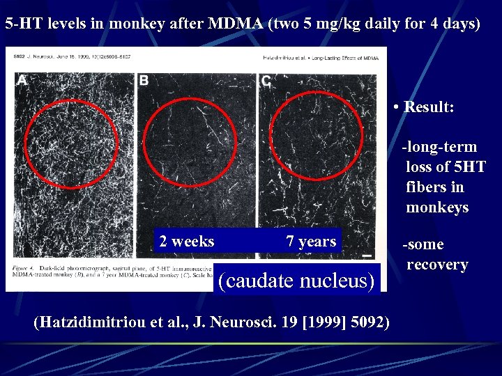 5 -HT levels in monkey after MDMA (two 5 mg/kg daily for 4 days)