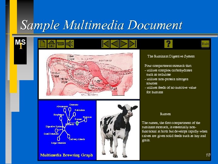 Sample Multimedia Document MS I Exit The Ruminant Digestive System Four compartment stomach that: