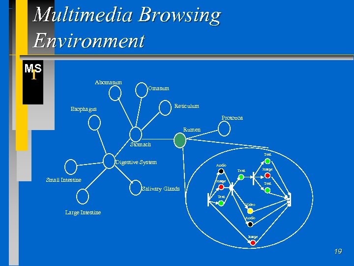 Multimedia Browsing Environment MS I Abomasum Omasum Reticulum Esophagus Protozoa Rumen Stomach Text Digestive