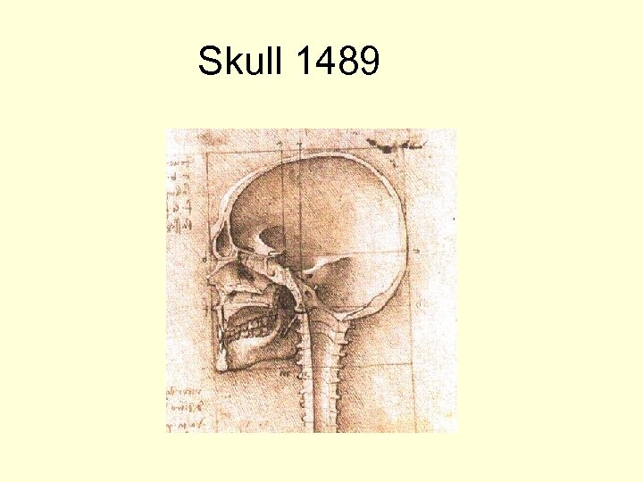 Skull 1489 