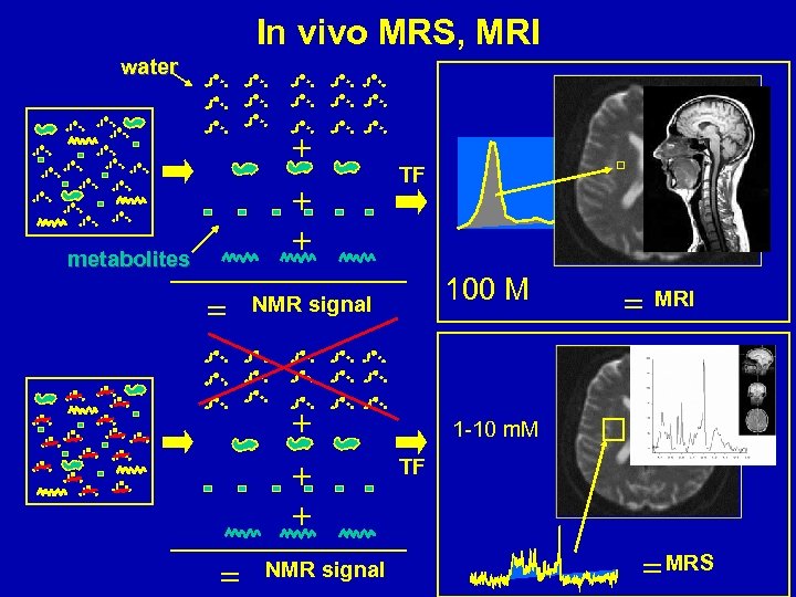 In vivo MRS, MRI water metabolites 100 M NMR signal TF NMR signal MRI