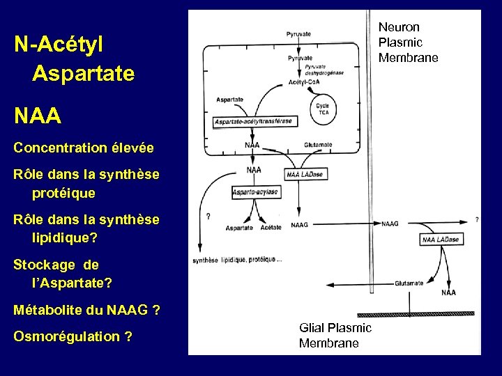 Neuron Plasmic Membrane N-Acétyl Aspartate NAA Concentration élevée Rôle dans la synthèse protéique Rôle